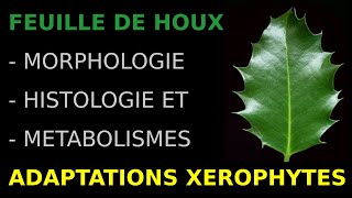 Feuille de houxMorphoanatomie histologie métabolismesAdaptations feuille xérophytesHKempf [upl. by Eibor]