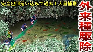 異常繁殖してる外来種を「巨大な網」で大量捕獲しました！【沖縄 外来種駆除】 [upl. by Ardnaz686]