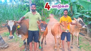 39000 முதல் நான்கு மாடுகள் ஒரே இடத்தில் விற்பனைக்கு [upl. by Bianca]