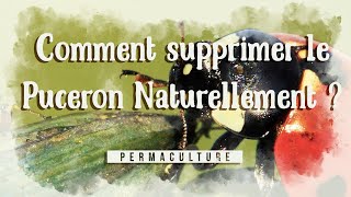 Comment supprimer les pucerons naturellement dans le potager [upl. by Bogoch]