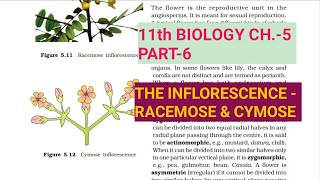 Class 11 BiologyCh5 Part6The InflorescenceStudy with Farru [upl. by Yauq]