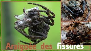 Nuctenea umbratica  Clerck 1757  Araneidae  Araignée des fissures  ParisFrance  062017 [upl. by Samson]