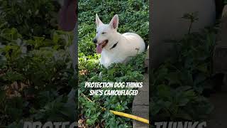 Mattie the protectiondog whitegsd thinks she is camouflaged youtubeshorts youtube [upl. by Alroi]