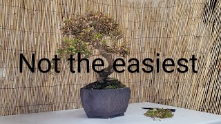 Pieris Bonsai 2 different examples need of a clean up [upl. by Cordle216]