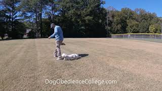 Bauer Maltipoo puppy Dog Training Class in Germantown TN [upl. by Noremmac]