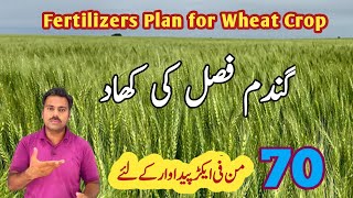 Wheat fertilizers plan to get bumper yield  Abid Ali Agrarian [upl. by Mw]