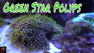 Green Star Polyp Care Guide [upl. by Christye487]