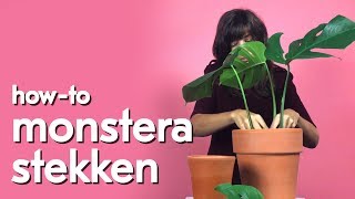 Hoe maak je stekken van een monstera [upl. by Hamish461]