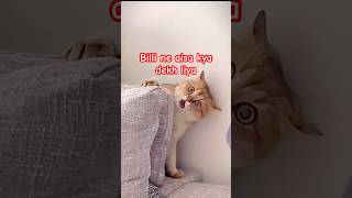 Aisa kya dekh liya billi ne  Cat funny videos shorts happybirthday funny cat cake [upl. by Derrik]