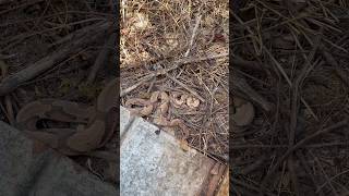 Finding THREE COPPERHEADS under metal alabamaherping copperhead herping flipclip snakes [upl. by Derf]