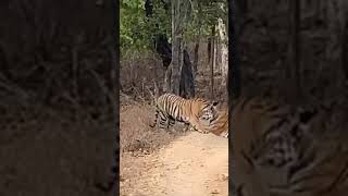 Type T if you identify the tiger son tiger jungle wildlife pannatigerreserve Mother amp son [upl. by Amathiste]