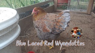 Blue Laced Red Wyandottes add color to your chicken breeds [upl. by Nahbois]