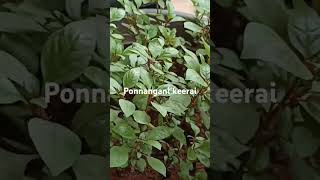 Ponnanganni keerai planting [upl. by Collette]