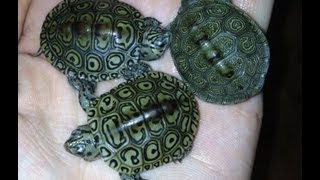 Concentric Diamondback Terrapin Hatchling Unboxing Video [upl. by Abocaj]