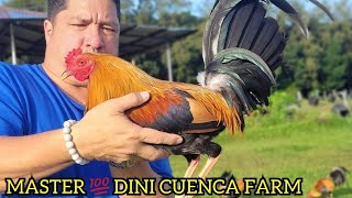 DINI CUENCA Best Big Farm In The Philippines  Beautiful Show Birds For Fiestag 2024 [upl. by Malamud845]