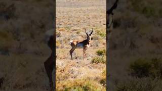 Sonoran pronghorn pronghorn wildlife trendingshorts shortvideo [upl. by Lekar153]