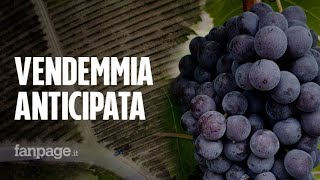 Caldo e siccità fanno anticipare la vendemmia quotIl clima è cambiato prima raccoglievamo a novembrequot [upl. by Eiveneg416]