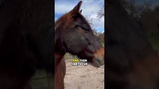 Understanding Horse Behavior Freeze Mode and Twitching horse horsebehavior horsetraining [upl. by Kilam87]