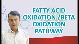 FATTY ACID OXIDATION  BETA OXIDATION PATHWAY [upl. by Rezal]