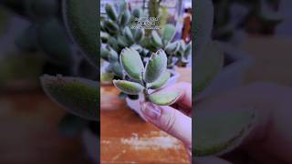 多肉植物 熊童子 Cotyledon tomentosa  Propagation Taiwan [upl. by Aliza]