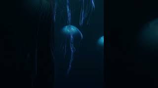 2HR Sleep Ambience  Jellyfish Aquarium meditation sleepambience relaxing underwater [upl. by Aihtibat852]