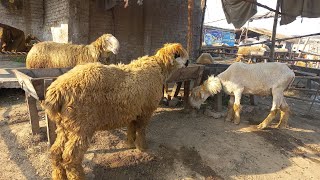 Big size Mundra chatra Top Quality breeder kaka gulabi rate 2025  bakra mandi gujranwala [upl. by Fawn623]