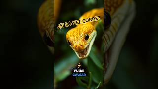 ¡5 Curiosidades de la Serpiente Dorada que NO Conocías 🐍✨ ¡El Último Dato Te Sorprenderá [upl. by Pedaias]