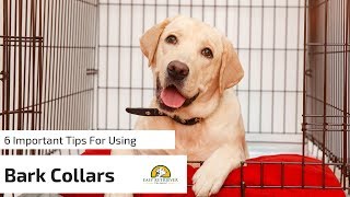 6 Tips for Anti Bark Collars for Dogs [upl. by Annahael163]