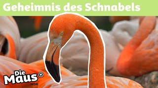 Flamingoschnabel  DieMaus  WDR [upl. by Block682]