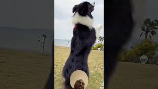 Need to get my dog doing some of this stuffs dogchallenge funny 🤣🤣 [upl. by Strickland]