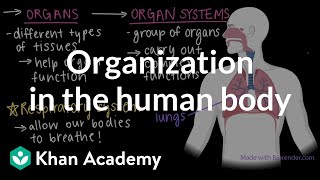 Organization in the human body  Cells and organisms  Middle school biology  Khan Academy [upl. by Rainwater258]