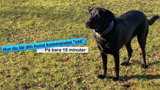 Hundträning  Lär din hund quotStåquot [upl. by Ericha]