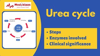 Urea cycle biochemistry [upl. by Tnek]