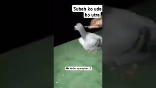 pigeon birds love sad shayari new 2024 trending reshipigeonsclub kabutarkhareeda [upl. by Lauro]