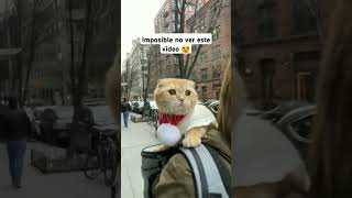 Imposible no dar like este vídeo😍 gatos mascotas karen [upl. by Devonne]