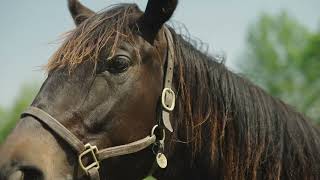 Tony Bush from WinStar Farm on the Woods® Batwing® Cutter [upl. by Nyar]