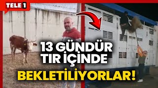 İthaline izin verilmeyen hayvanlar gümrükte ölüme terk edildi [upl. by Eniamat]