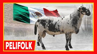 🏆 Ovinos PELIFOLK 🔴 ORIGEN Y CARACTERISTICAS DE LA RAZA OVINA ✅ [upl. by Anirtep]