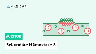 Sekundäre Hämostase  Teil 3  Gerinnung an negativen Oberflächen  Vitamin K  AMBOSS Auditor [upl. by Mari]