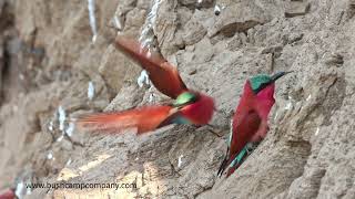 Carmine bee eaters in South Luangwa [upl. by Raual]