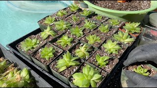 Haworthia Propagation Tips  Episode 158 [upl. by Lleroj]