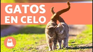 ¿Cómo saber si mi gata está en celo  Síntomas y qué hacer [upl. by Auahsoj]