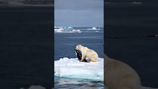 Massive polar bear hunts orca calf [upl. by Nosde]