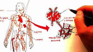 IMUNITET prvi dio KRVNE ĆELIJE I LIMFNI SISTEM [upl. by Braden]