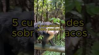 5 CURIOSIDADES SOBRE MACACOS shorts [upl. by Agosto822]