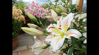 Our top 10 lily varieties including giant tree lilies and how to plant them in borders or pots [upl. by Airtina]