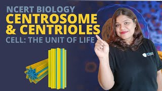 Centrosome and centrioles  Cell  Class 11 Biology [upl. by Kevon]