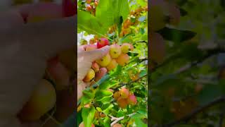 Beautiful Crabapplesfruit Summer fruitsshortvideo 2024crabapple fruitphotography [upl. by Ainahtan618]