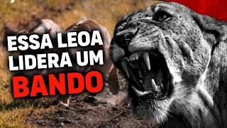 Leão  NALA A LEOA QUE LIDERA UM BANDO DE LEÕES [upl. by Ekihc]