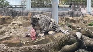 Snow Leopard Feeding at Chester Zoo [upl. by Ralyks326]